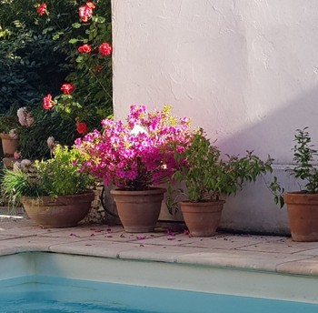 Quiétude au bord de la piscine