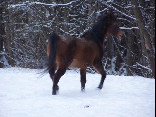 Accueil équestre - Gites de Ban - Studio Ecureuil