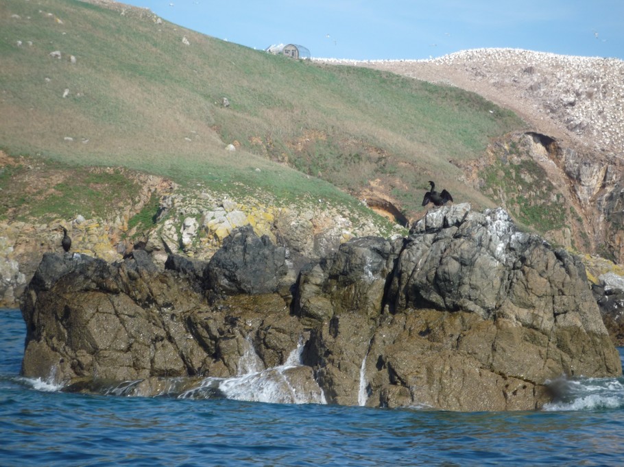 Ile Rouzic et ses Fous de Bassan