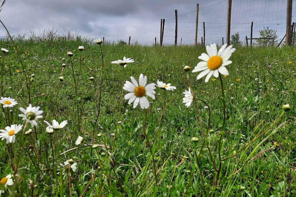 Marguerites sauvages de la Mesquire