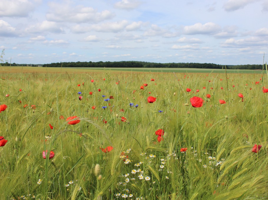 Photo n° 15 de la location