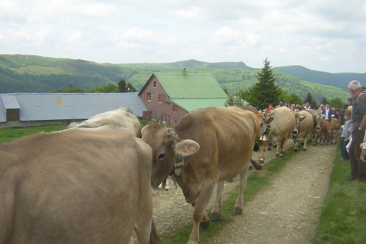 la transhumance dans les Vosges