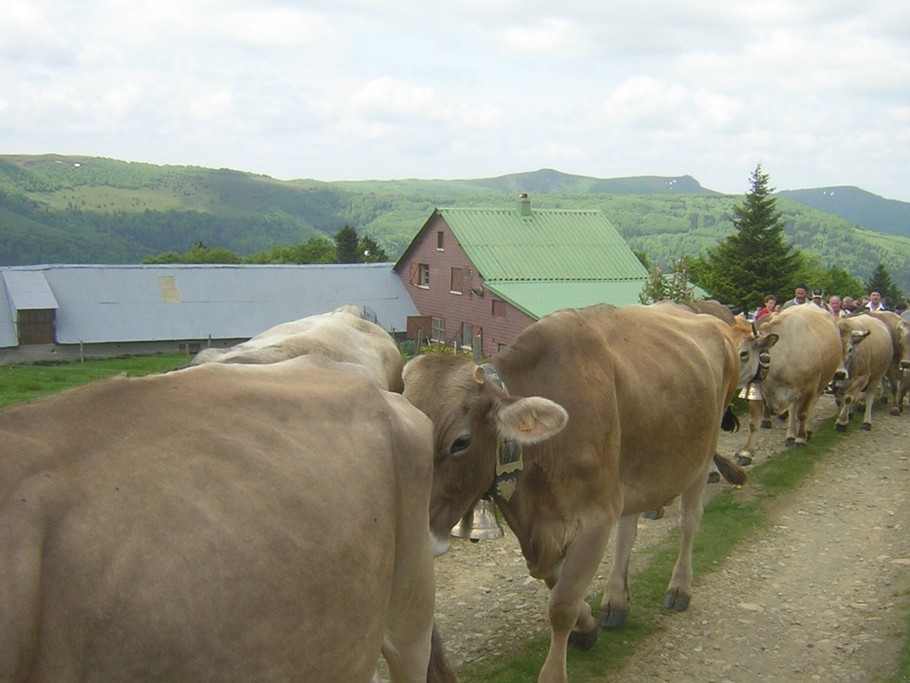 la transhumance dans les Vosges