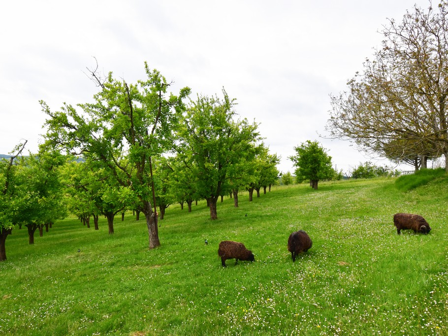 Pruniers et animaux - alentours