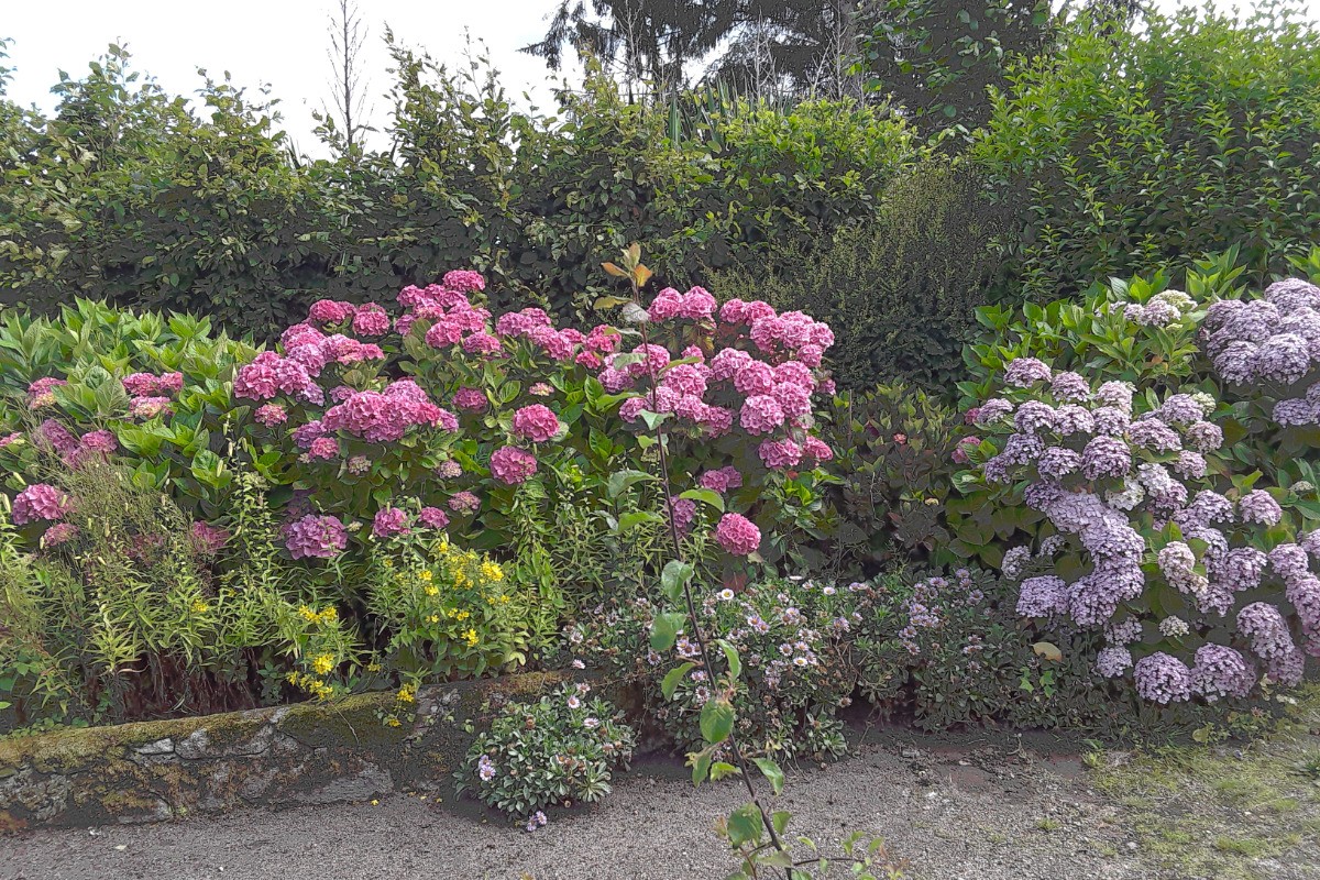 hortensias dans jardin