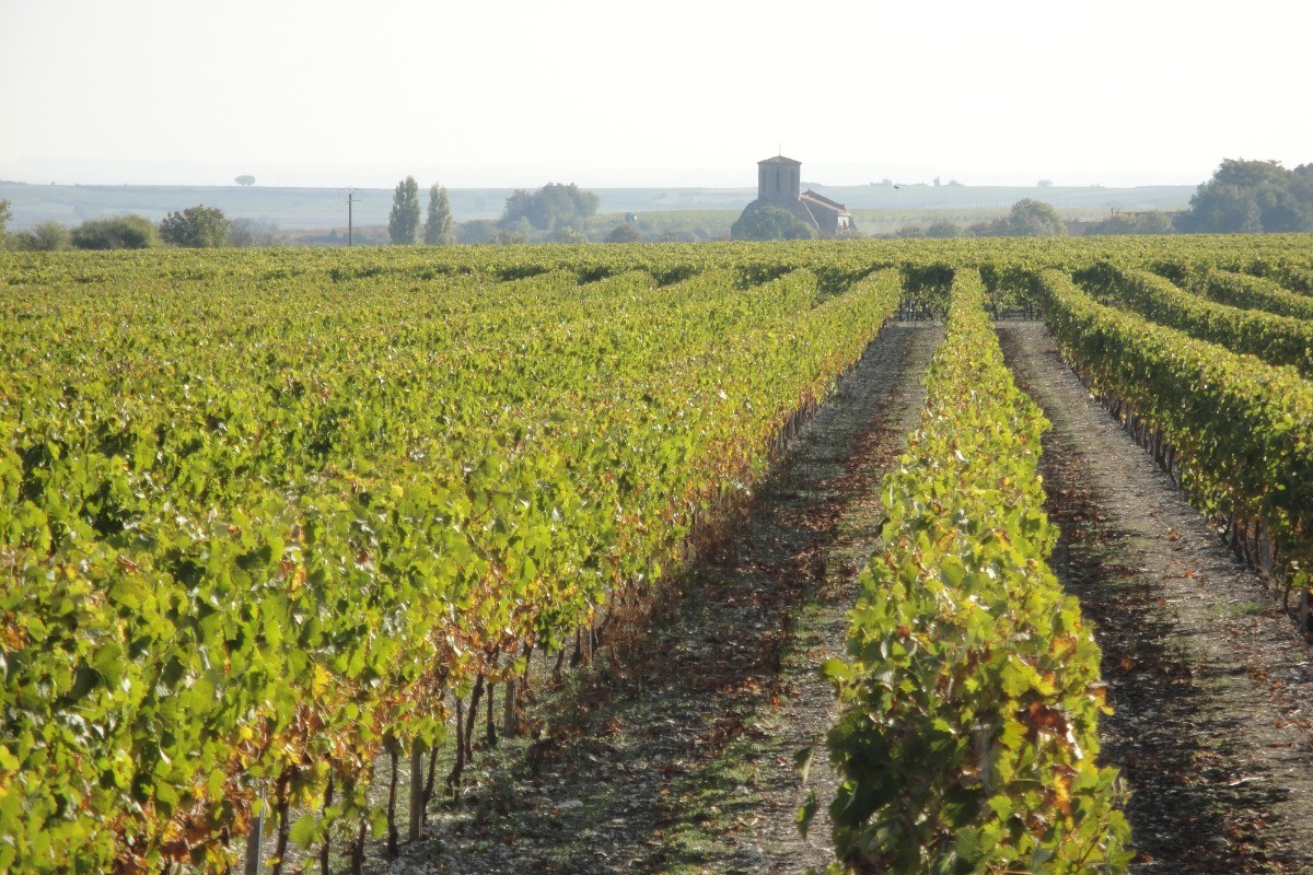 LA HAUTE SAINTONGE - Vignes © CMT17 E. COEFFE