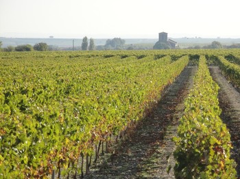 LA HAUTE SAINTONGE - Vignes © CMT17 E. COEFFE