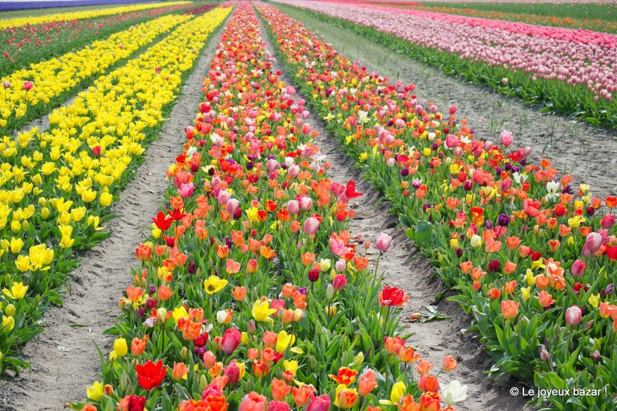 Fields of tulips at La Torche visible in spring