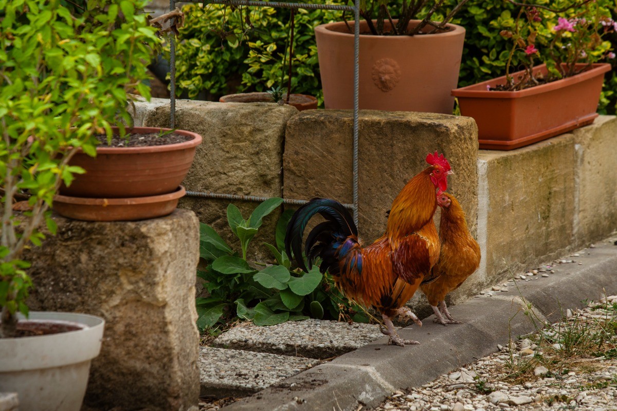 les poules