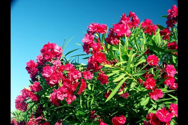 Les lauriers roses en fleurs dans le jardin.