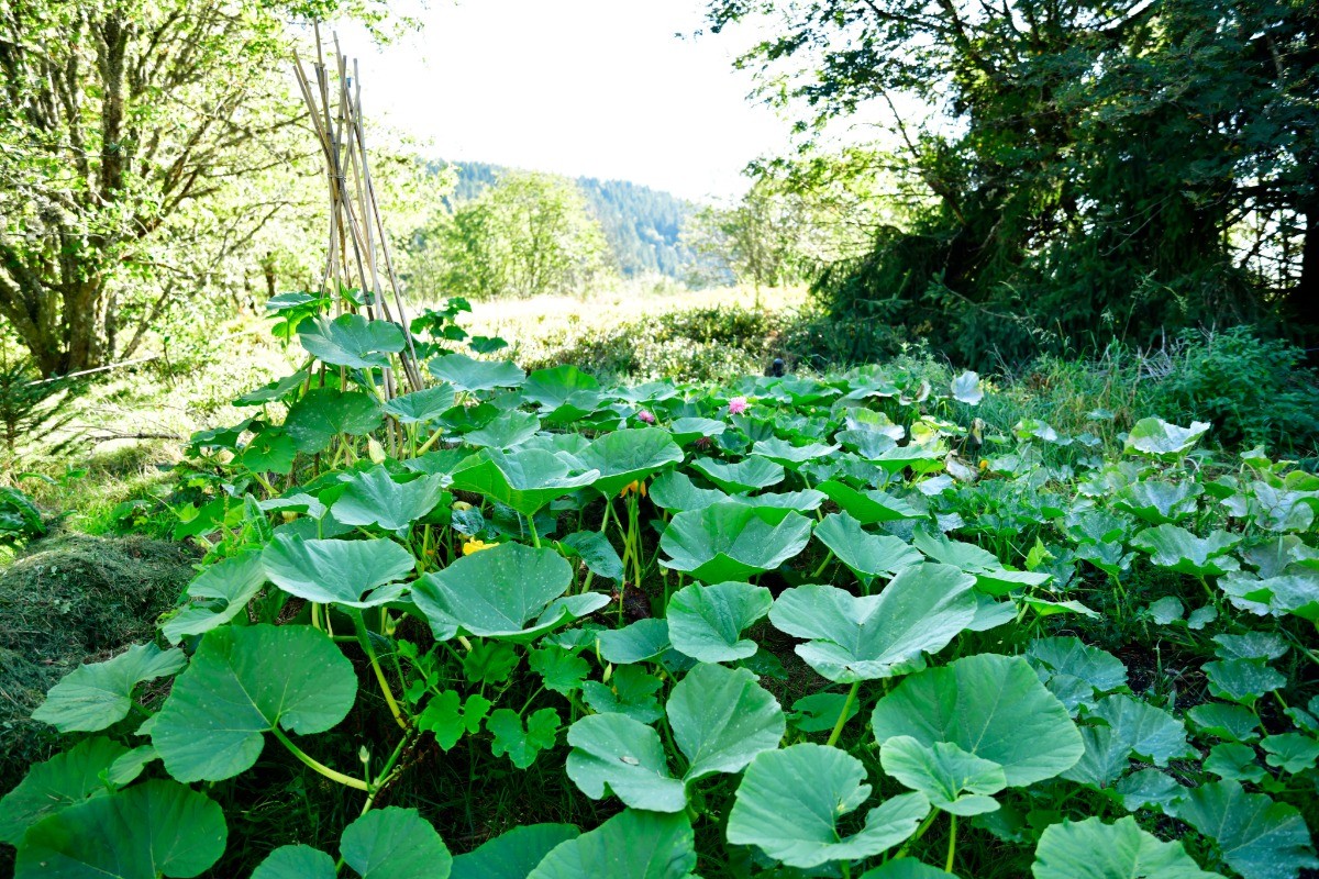 Le REFUGE : Le jardin potager
