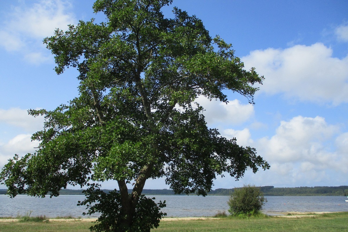 le lac côté Vielle