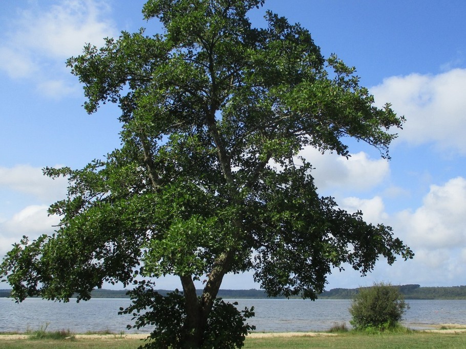 le lac côté Vielle