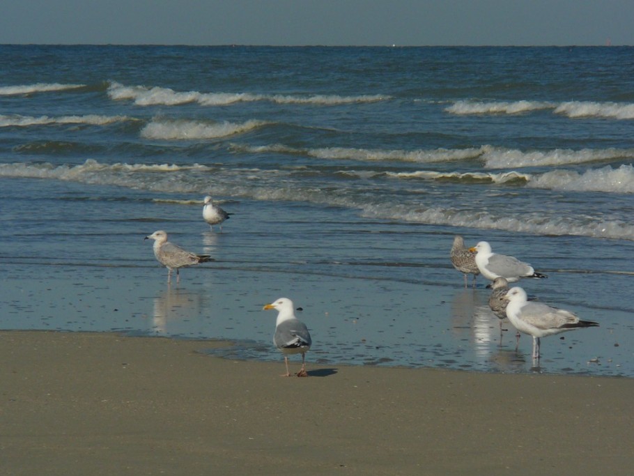 les plus belles plages de sable fin du littoral