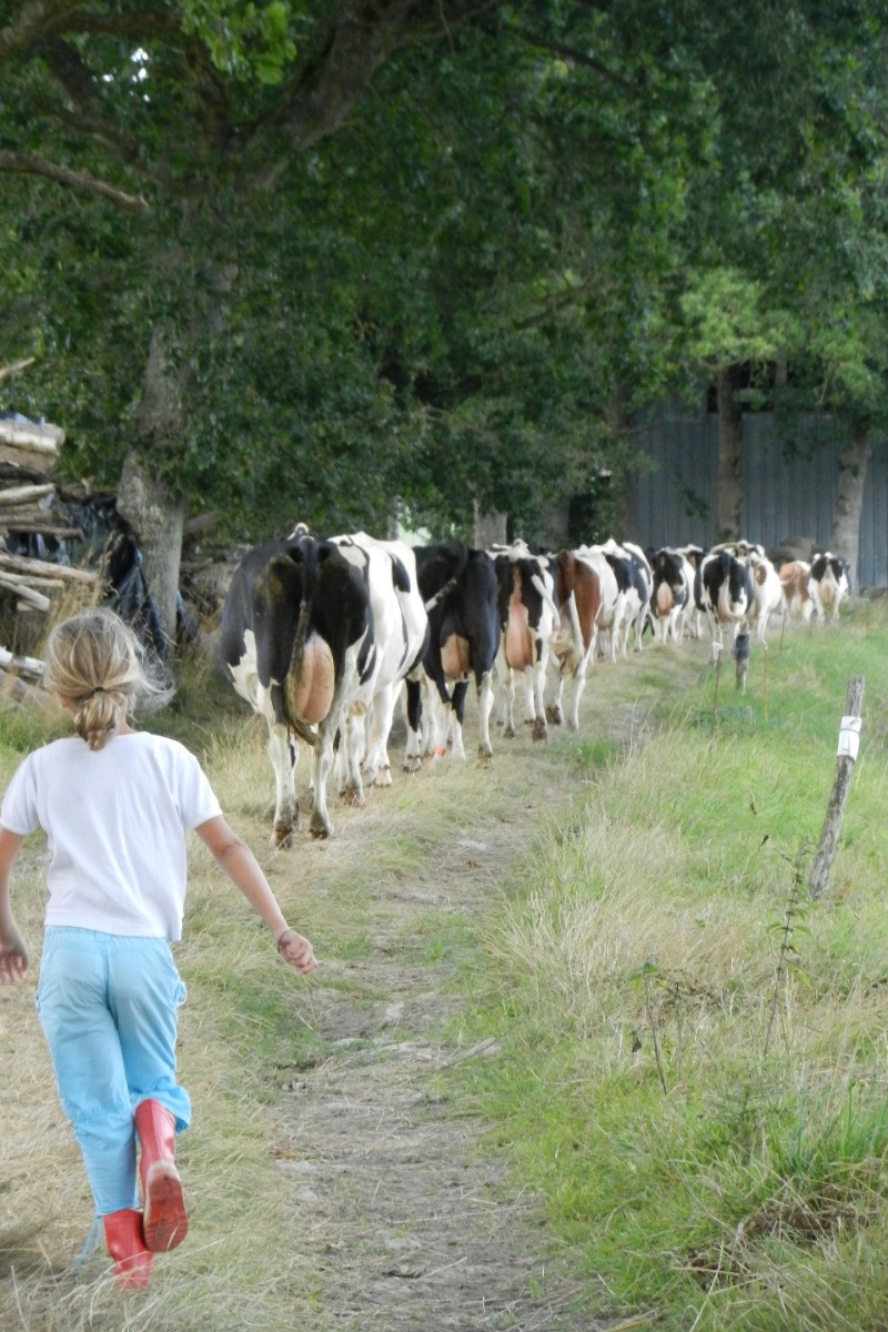 C'est l'heure de la traite : venez avec nous chercher les vaches !
