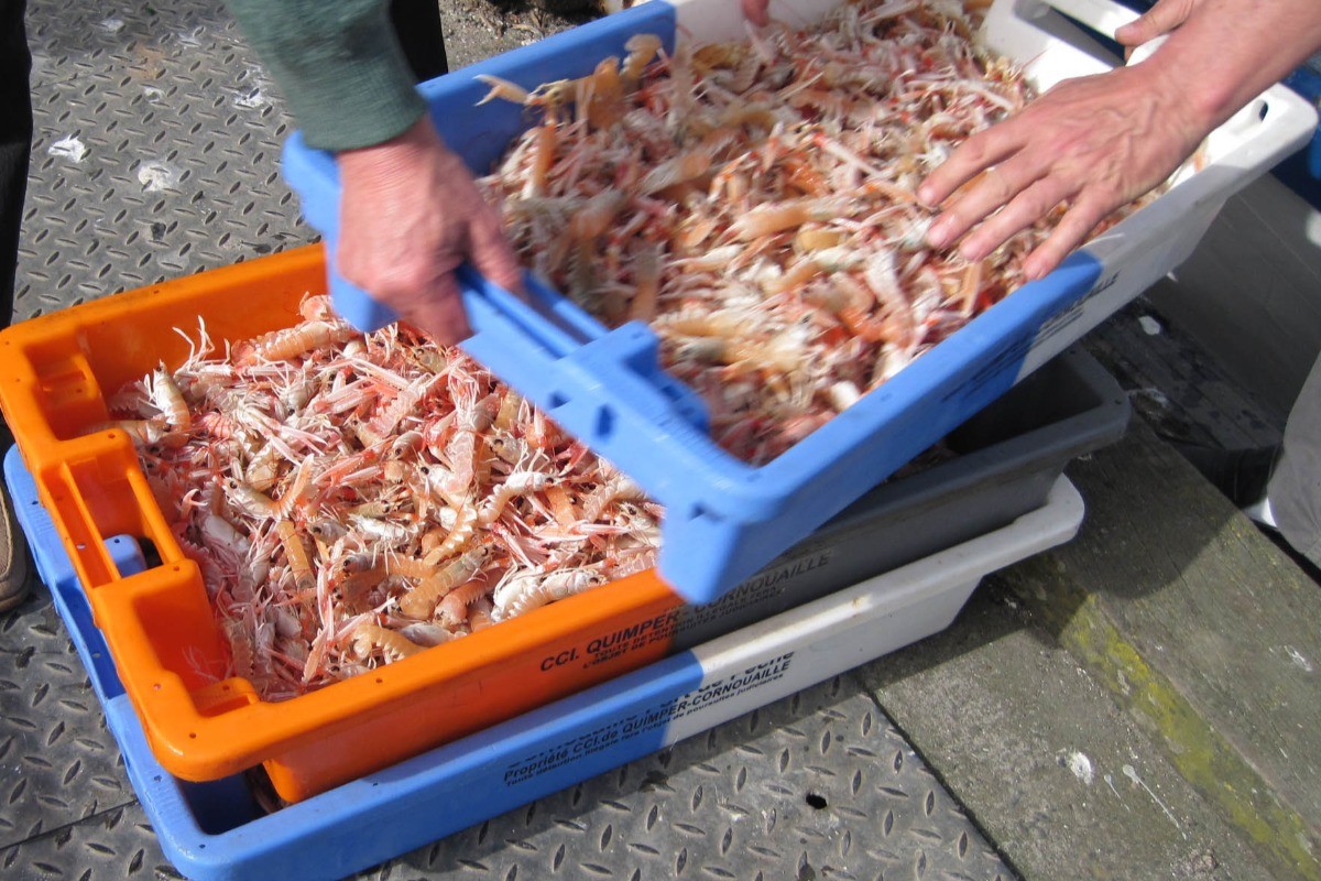Débarquement des langoustines au port de pêche du Guilvinec ou Lesconil