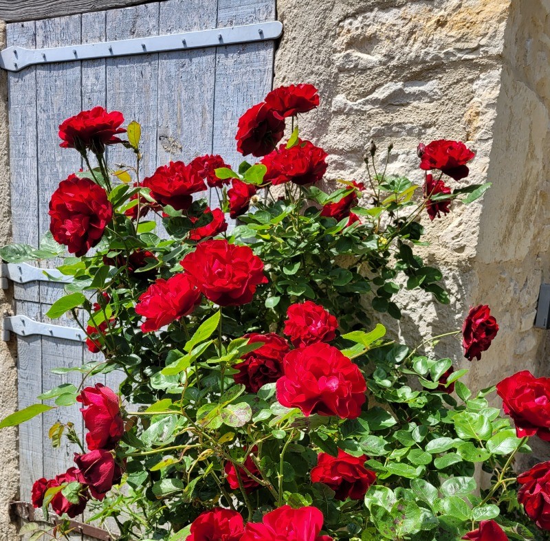 Les fleurs du Passage du 8