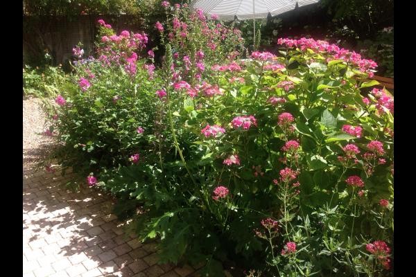 Jardin plaisir avec le climat de Veules Roses