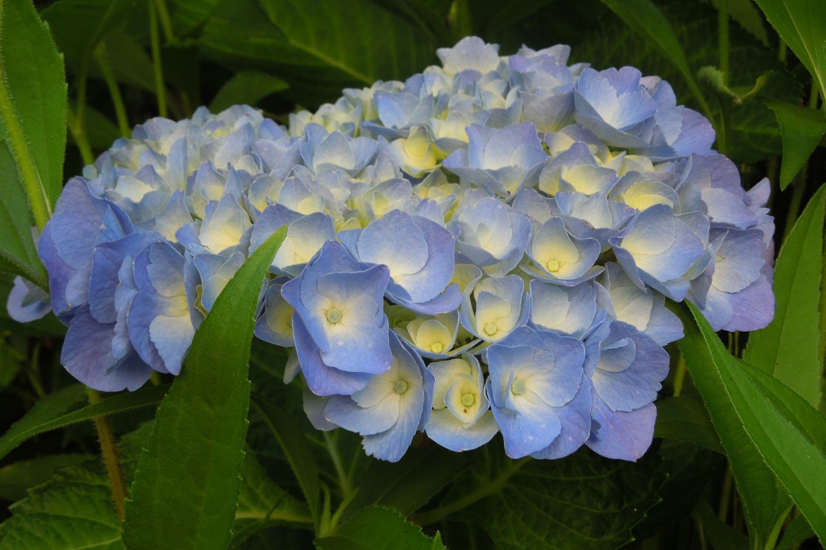 Les hortensias bleus dans le jardin du gite Ty-Heol à Landudec