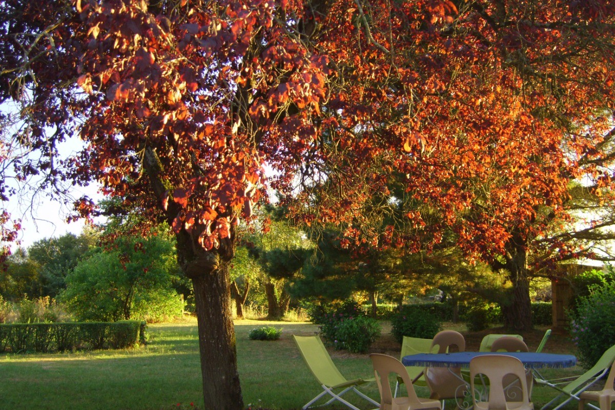 coucher de soleil au jardin