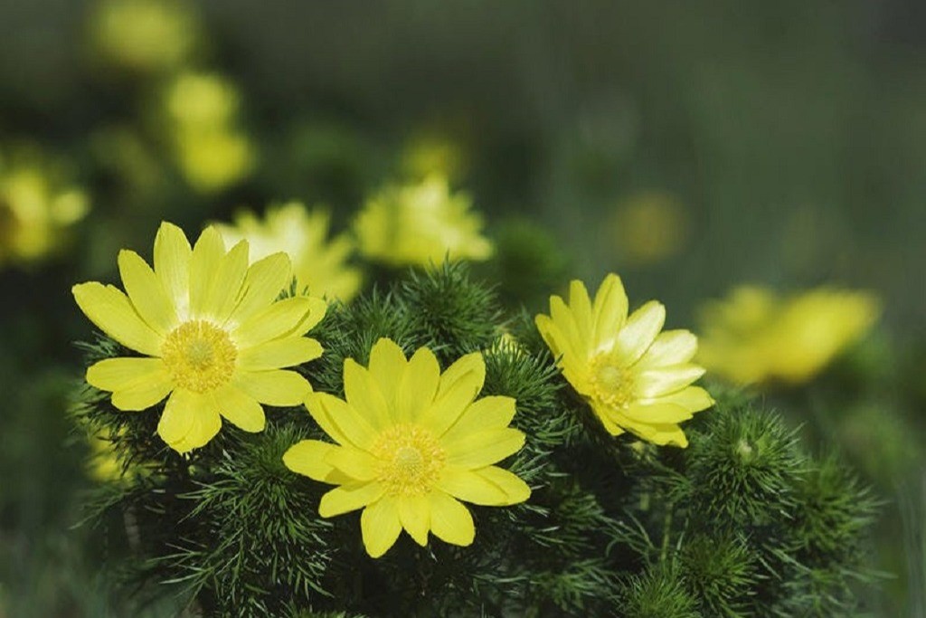 L'ADONIS, LA STAR DES PLANTES RARES DE LA FORÊT DE LA HARDT. La réserve naturelle régionale de la forêt Méquillet à Heiteren appartient au Consistoire Protestant de Colmar. Plantes rares, précieuses et fragiles.