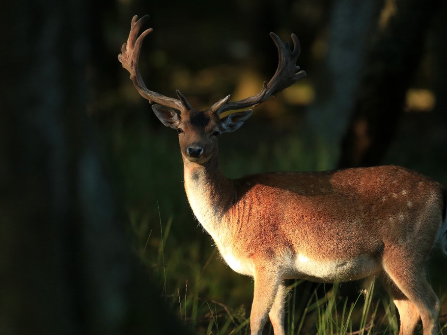Les animaux qui nous entourent !