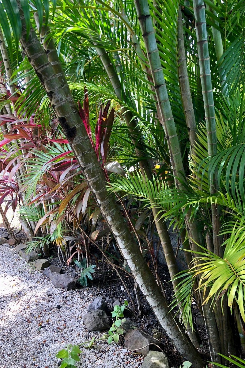 Jardin
