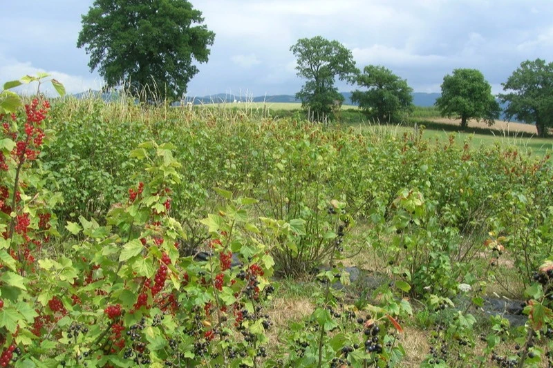 les groseilliers et cassissiers de la plantation de Charlotte et Jean-Marie