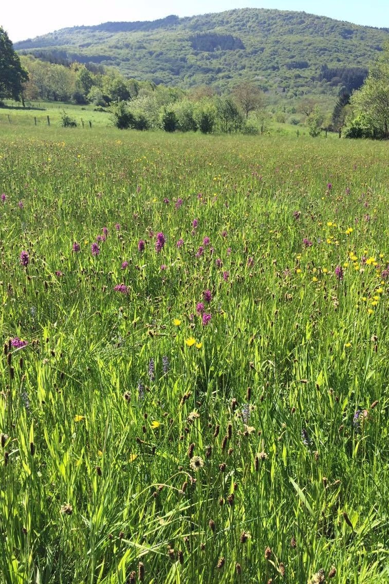 pré de La Roche au printemps, vue sur le Roc blanc