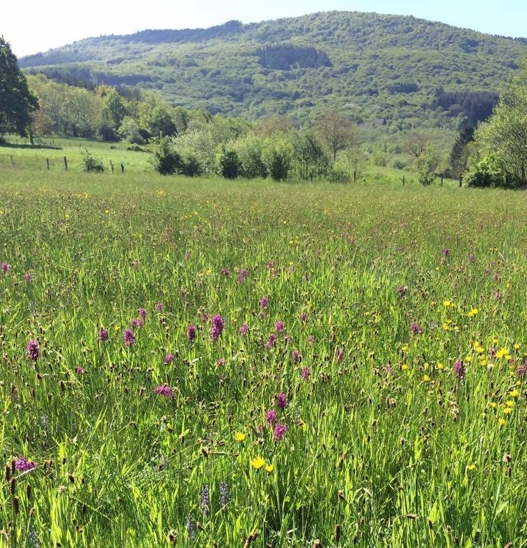 pré de La Roche au printemps, vue sur le Roc blanc