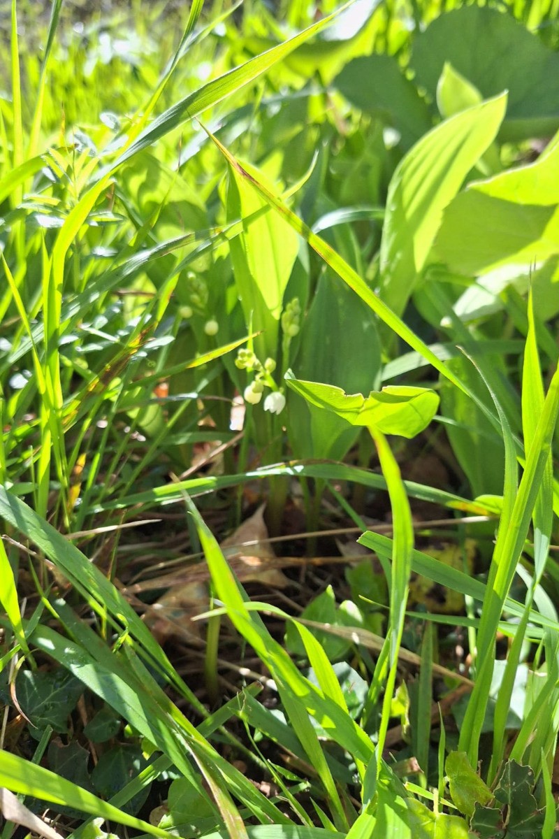 Muguet d'Avril