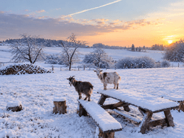 Sous la neige