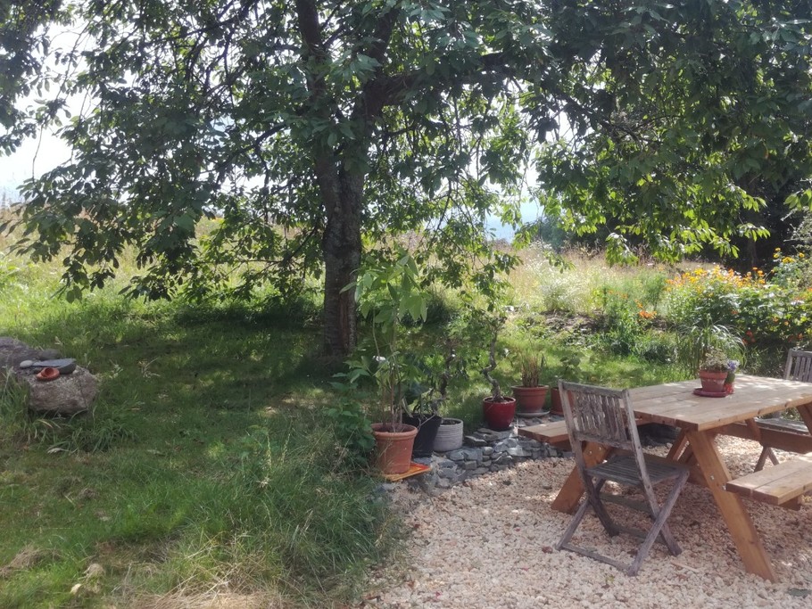 Sous le cerisier, parasol naturel !