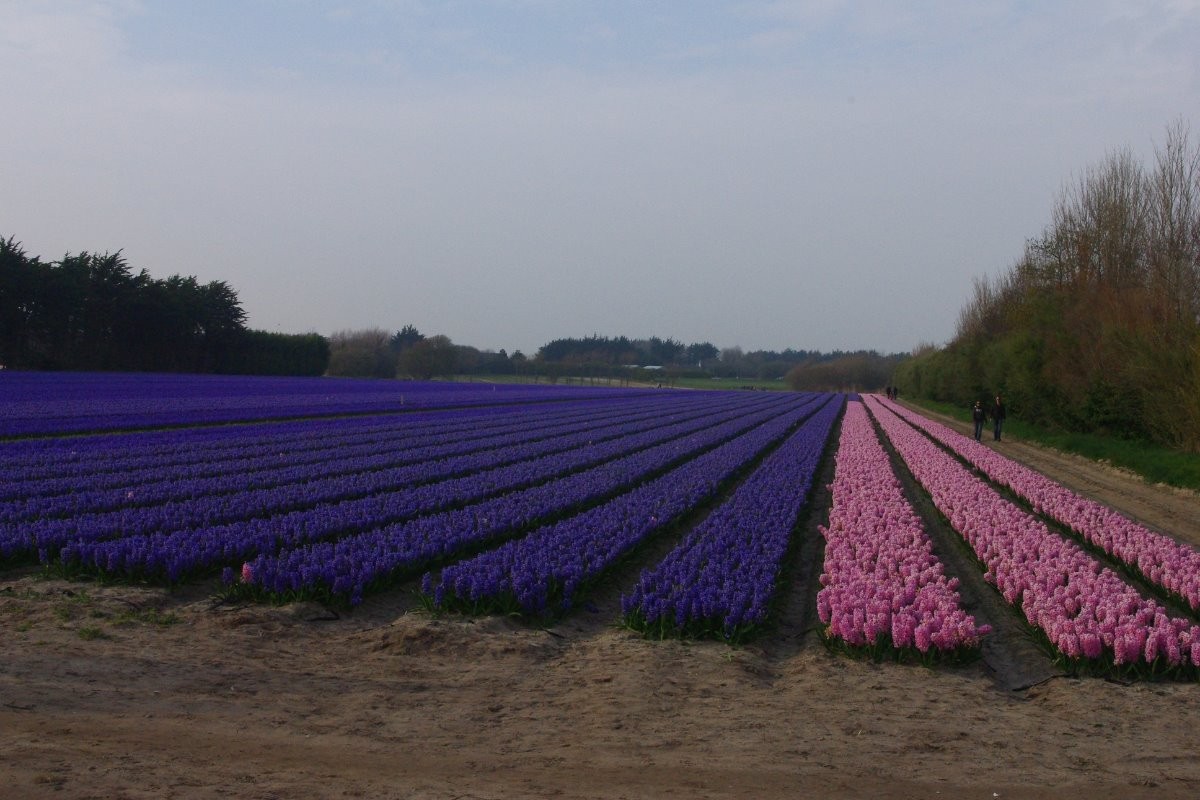 champ de jacinthe au mois de mars à la torche