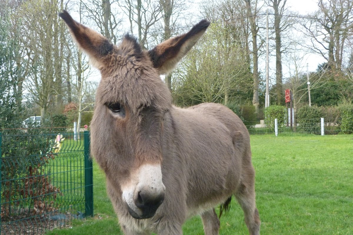 animaux sur place