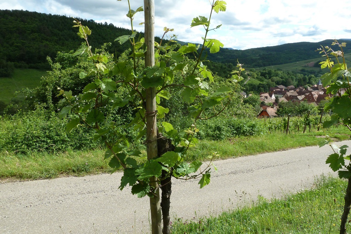 Vigne en été