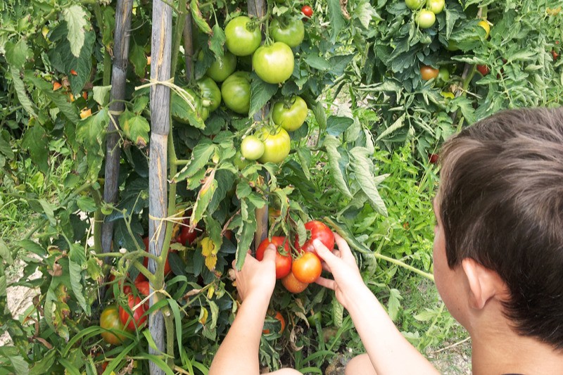 NOS BONS LEGUMES BIO