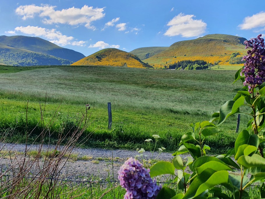 les Puys au mois de mai: genêts et narcisses