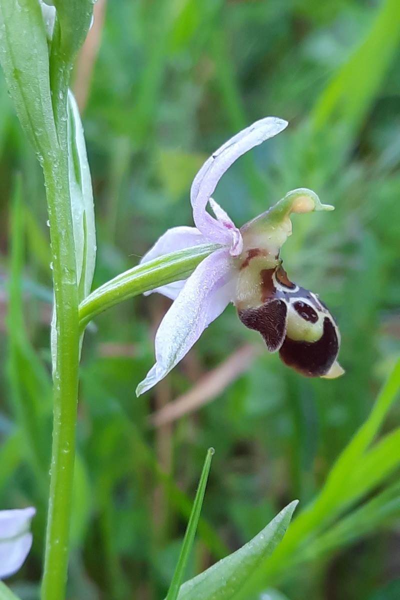 orchidée sauvage