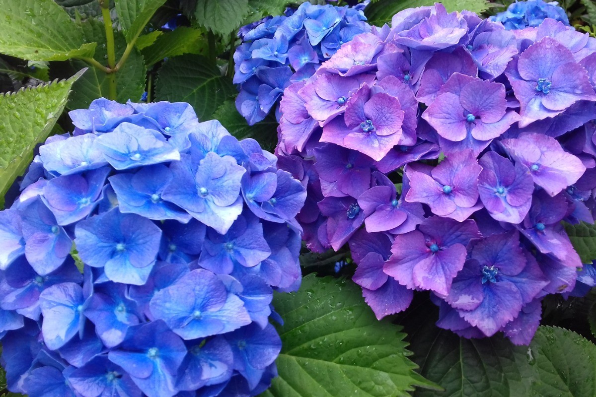 Hortensias