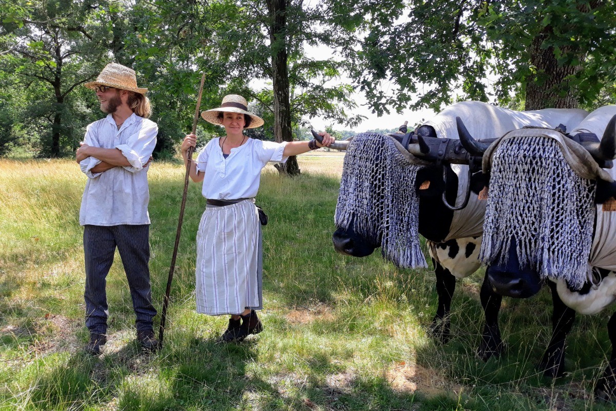 Les boeufs de l'écomusée