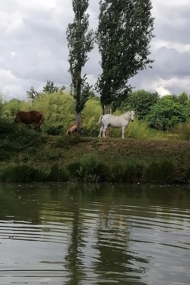 Les trois gentils poneys de la Montée Perdrix