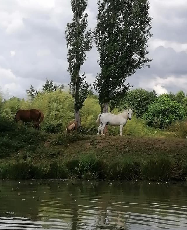 Les trois gentils poneys de la Montée Perdrix