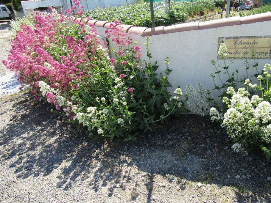 Le devant de la maison