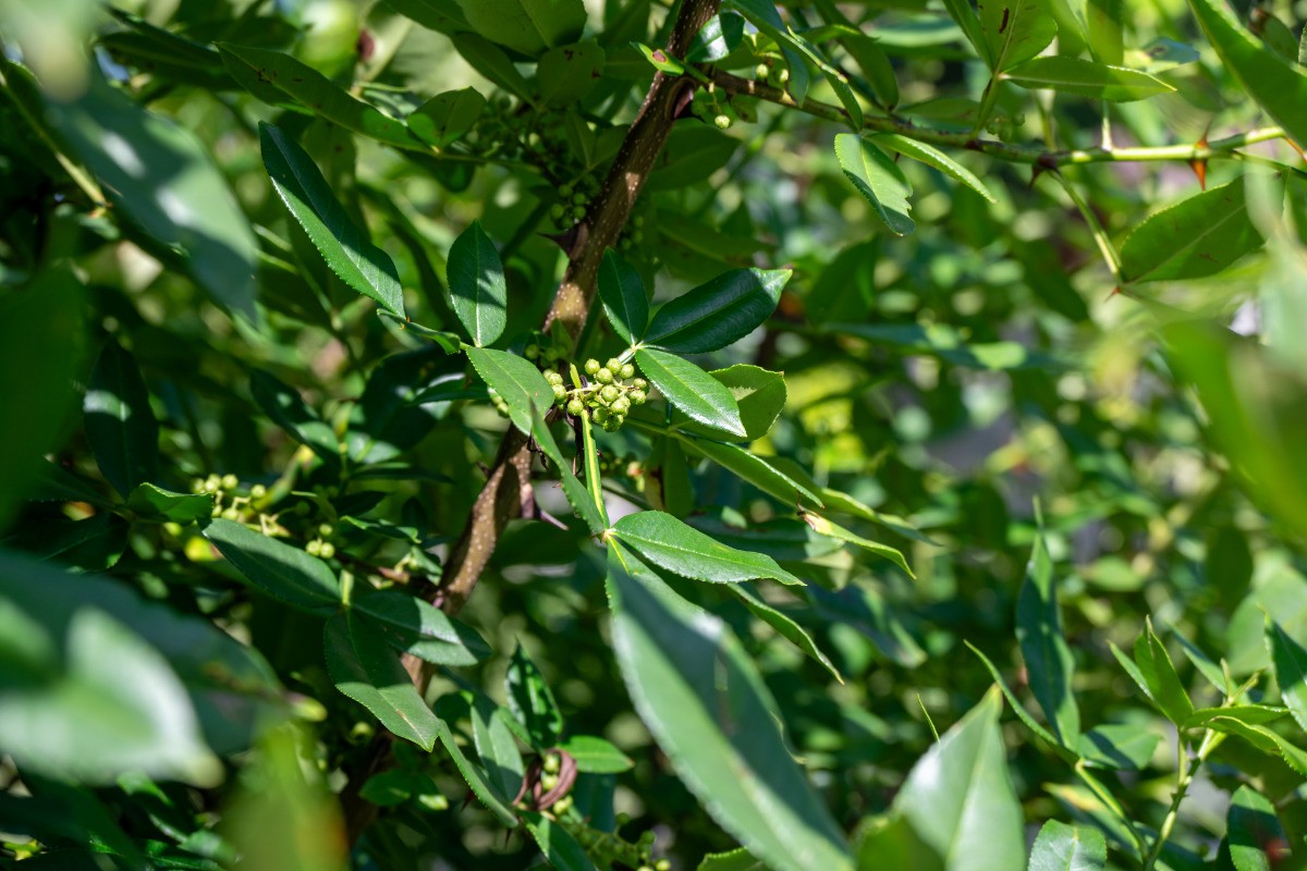 Notre poivrier de Timut qui s'épanouit dans le jardin
