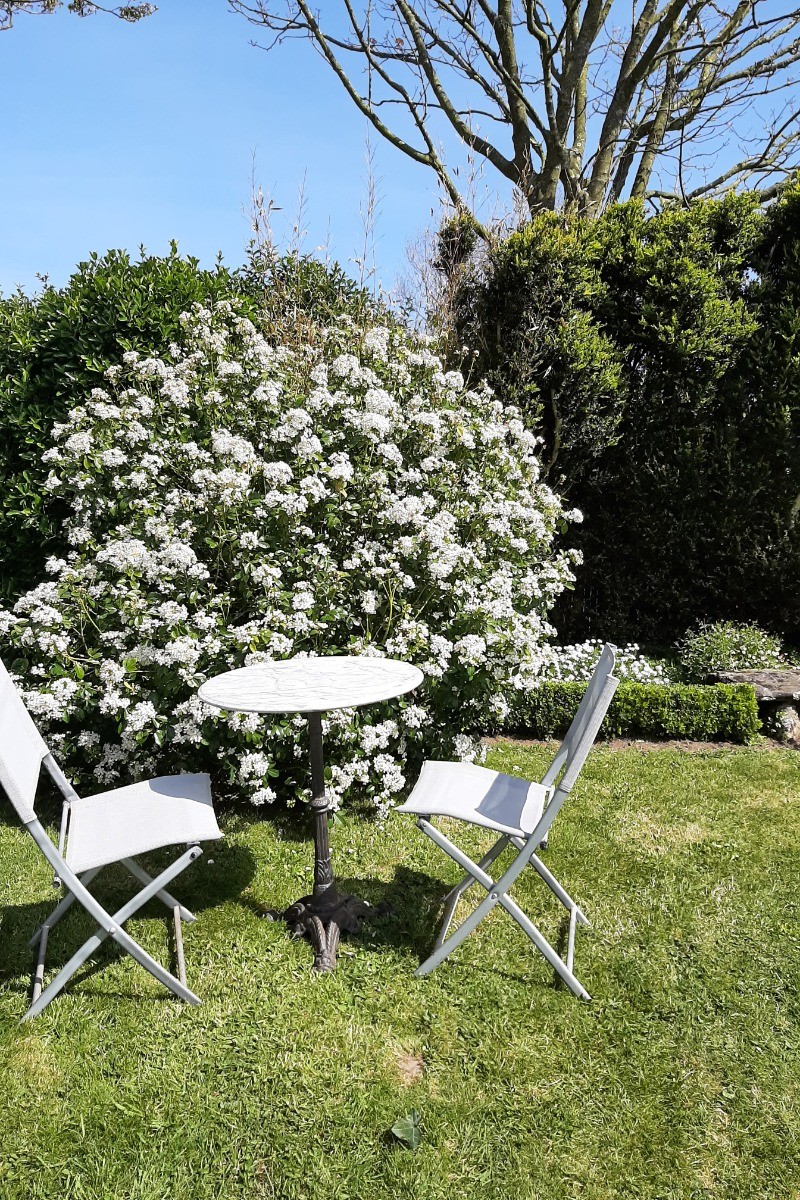 Oranger du Mexique en fleur