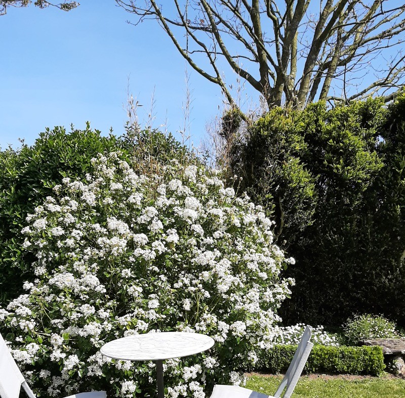 Oranger du Mexique en fleur