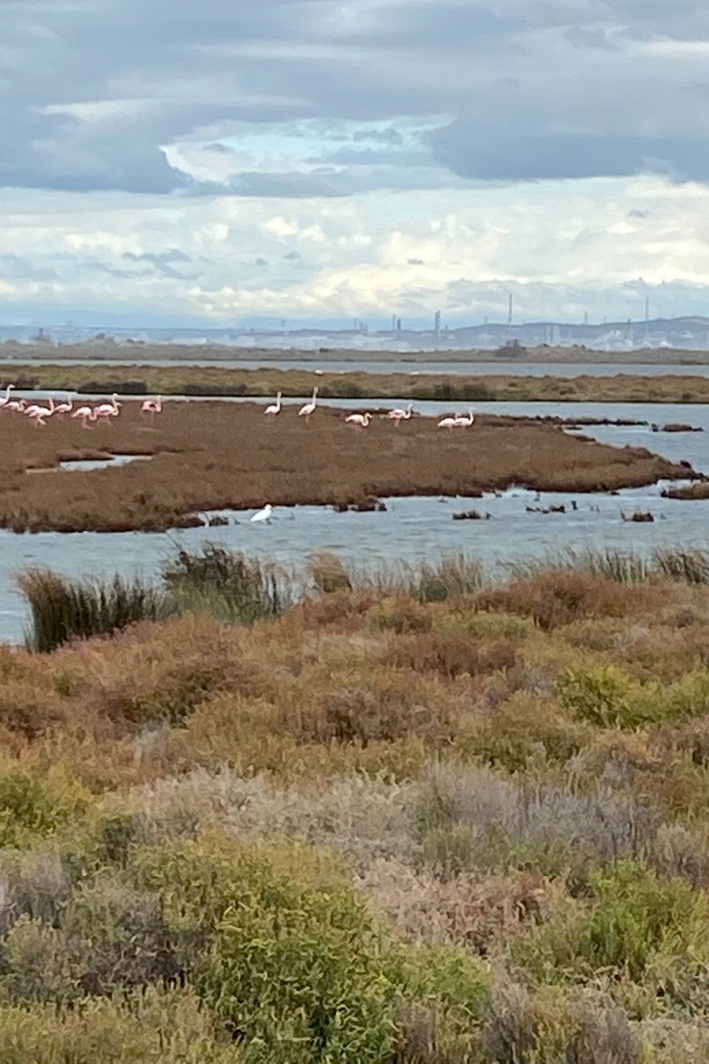 flamants roses
