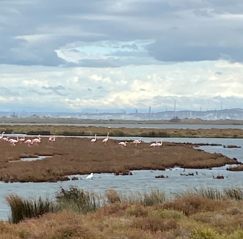 flamants roses