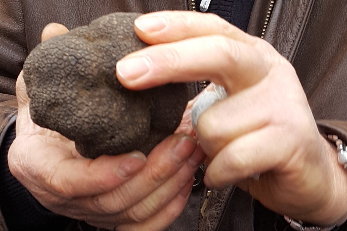 fête de la truffe
